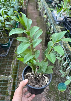 Imagem do Dendrobium Amethystoglossum - Adulto