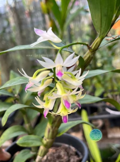 Dendrobium Amethystoglossum - Adulto - comprar online