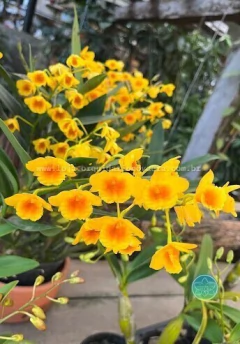Dendrobium chrysotoxum - Adulto - comprar online