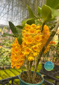 Dendrobium densiflorum - Adulto na internet