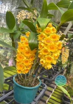 Dendrobium densiflorum - Adulto - Orquidário Nova Era