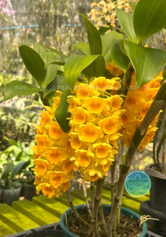 Dendrobium densiflorum - Adulto - loja online