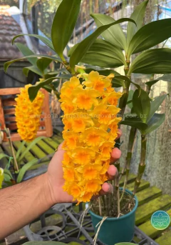 Dendrobium densiflorum - Adulto