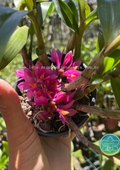 Dendrobium Hibiki - Adulto - comprar online