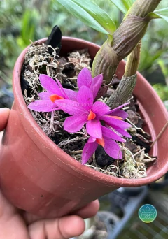 Dendrobium Hibiki - Adulto na internet