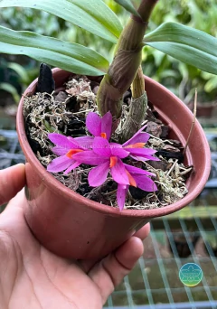 Dendrobium Hibiki - Adulto - Orquidário Nova Era