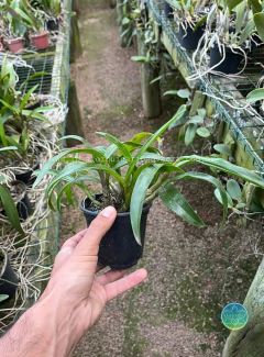 Dendrobium Hibiki - Adulto - loja online