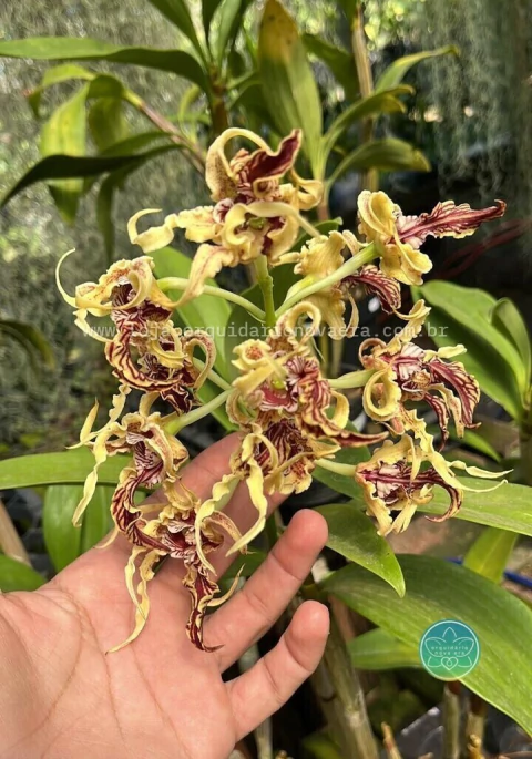 Dendrobium Spectabile - Adulto