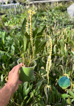 Dendrochilum cobbianum - Adulto - Orquidário Nova Era