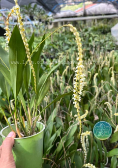 Dendrochilum cobbianum - Adulto na internet
