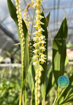 Dendrochilum cobbianum - Adulto