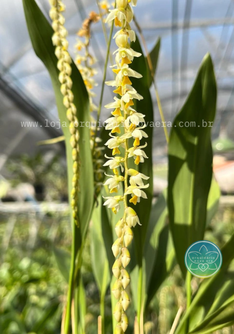 Dendrochilum cobbianum - Adulto