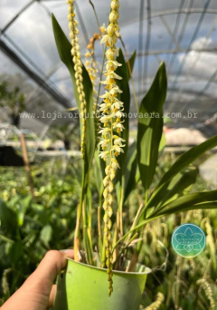 Dendrochilum cobbianum - Adulto - comprar online