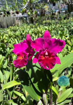 Cattleya Edisto New Berry - Adulta na internet