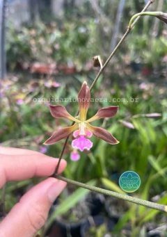 Encyclia Tocantinensis - Adulta - comprar online