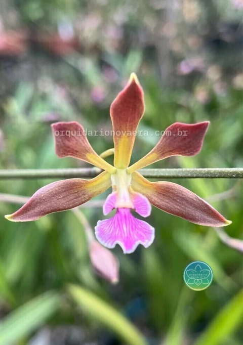 Encyclia Tocantinensis - Adulta