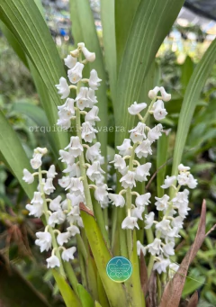 Eria hyacinthoides - Adulta