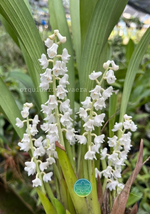 Eria hyacinthoides - Adulta