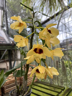 Dendrobium Gatton Sunray - Adulto - comprar online