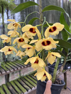 Dendrobium Gatton Sunray - Adulto na internet