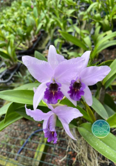 Cattleya Laelianthe wrigley - Adulta