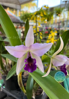 Cattleya Laelianthe wrigley - Adulta - comprar online