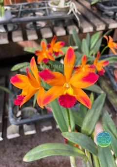 Cattleya Tropical Sunset - Adulta - comprar online