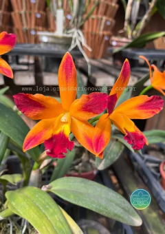 Cattleya Tropical Sunset - Adulta