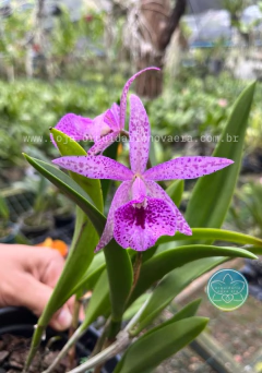 Bc. Maikai louise - Adulta - comprar online