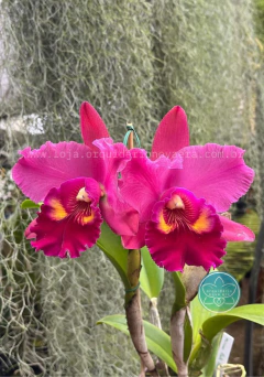 Cattleya Mirian Suzuki "Pink Pearl" - Adulta na internet
