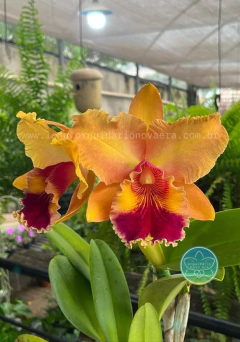 Cattleya Mirian Suzuki "Sunset" - Adulta