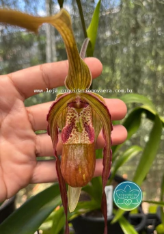 Phragmipedium Grande - Adulto