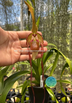 Phragmipedium Grande - Adulto - comprar online