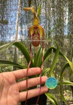 Phragmipedium Grande - Adulto na internet