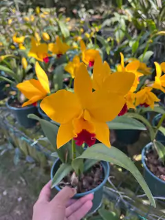 Cattleya Pot. Canary Gold - Adulta