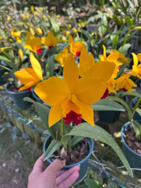Cattleya Pot. Canary Gold - Adulta