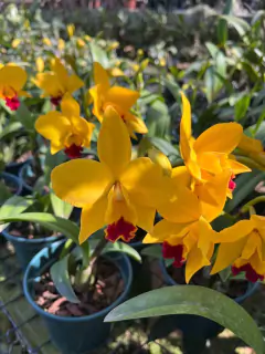 Cattleya Pot. Canary Gold - Adulta na internet