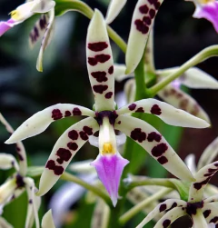 Prosthechea prismatocarpa - Adulta - comprar online