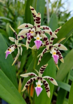 Prosthechea prismatocarpa - Adulta