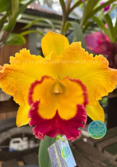 Cattleya Saeng U-Sa - Adulta