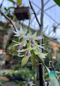 Dendrobium Amethystoglossum - Adulto na internet