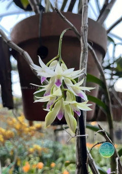 Dendrobium Amethystoglossum - Adulto - Orquidário Nova Era