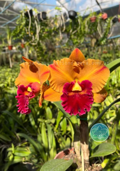 Cattleya Yingluck Smile - Adulta