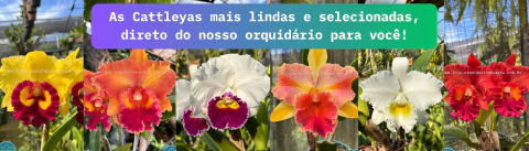 Carrusel Orquidário Nova Era