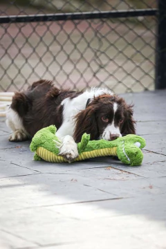 QMONSTER CROCODILO PESCOÇO COMPRIDO na internet