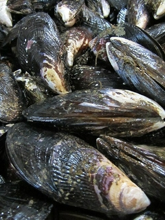 CHOLGA