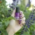 Esmalte Purple Rain - comprar online