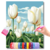 Tulipas Brancas