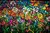 Flores Coloridas - comprar online