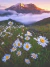 Margaridas nas Montanhas - comprar online